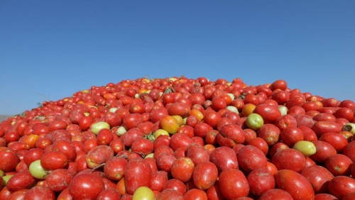 Britain facing tomatoes shortage after overseas harvests disrupted