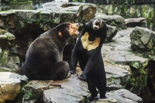 Chinese zoo denies rare sun bear is human in disguise