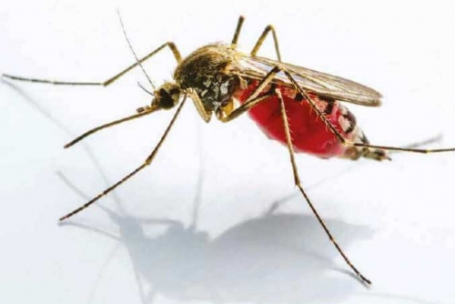 Mosquito Crisis: Call to target larvae over adults