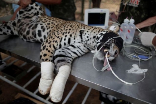 Jaguar burned by wildfires in Brazil is helped back to health