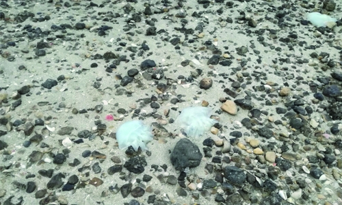 Clusters of jelly fish found dead at Budaiya beach