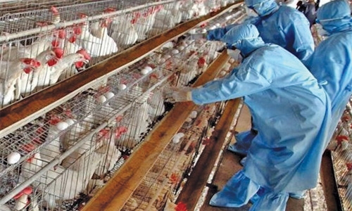 Bahrain ban Lebanese poultry after bird flu outbreak