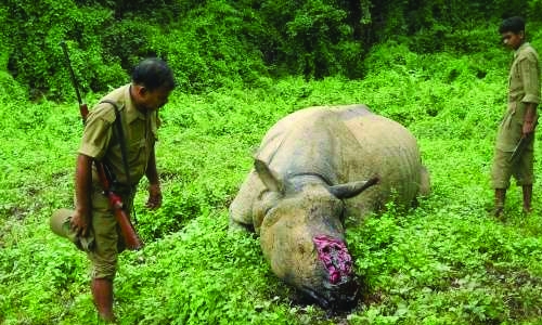 India poachers kill rhino soon after royal couple visit