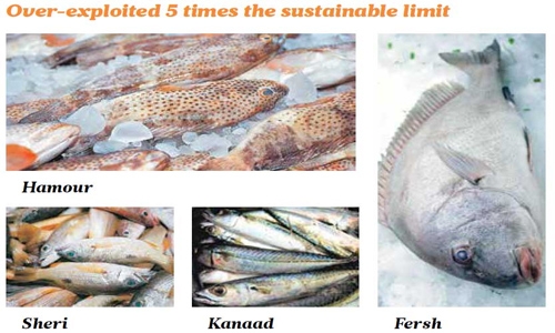 UAE fish stocks are severely overexploited