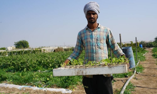 Local farms sowing seeds for greener Bahrain