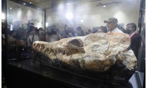 Skull of 'marine monster' found in Peru points to fearsome ancient predator