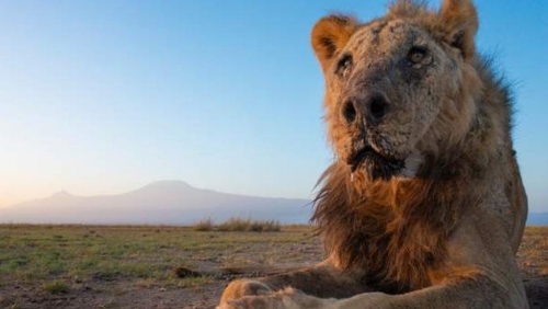 One of world’s oldest lions killed by herders in Kenya 