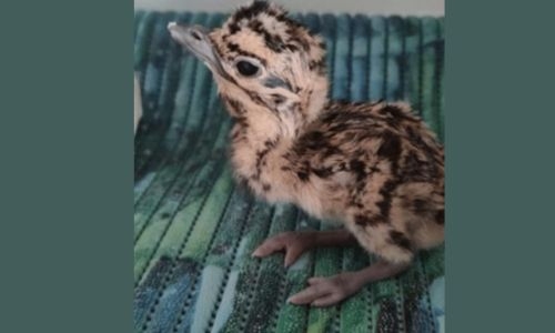 Novel hatchling raises hopes for endangered Indian bustard