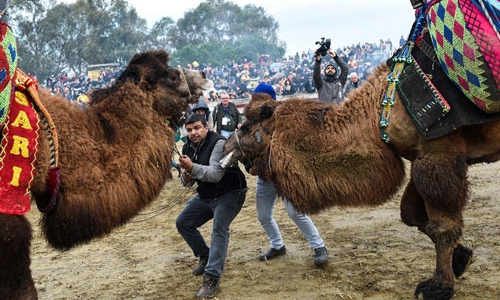 Into the arena for camel wrestling