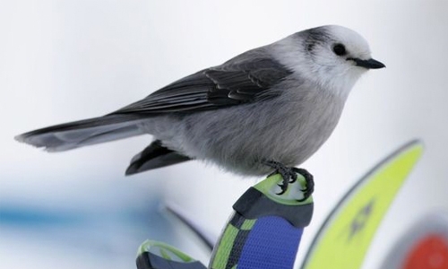 Canada names new national bird