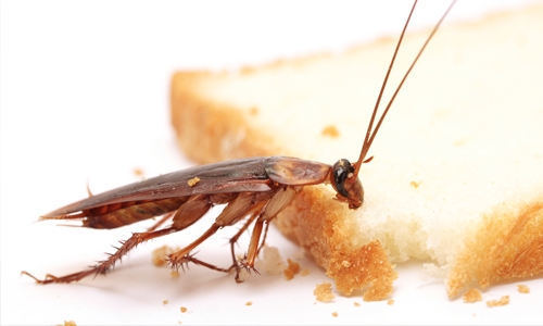 Cockroach infested restaurant under investigation