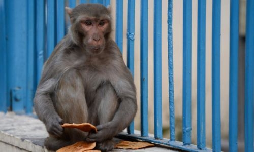 India deploys 'monkey-men' to scare away primates from G20 summit