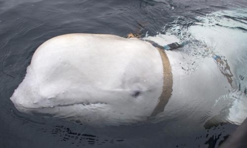 ‘Russian spy’ whale was shot dead