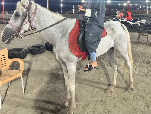 Beachside riding horses in Bahrain experience exhaustion due to inadequate nutrition and care