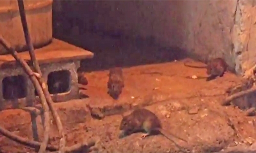 Rodents at eateries: Shop owners to face the music