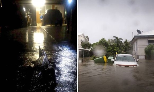 Floods bring crocs to Aus streets