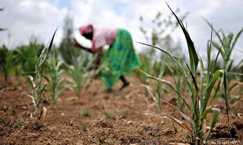 Global warming reduces protein in key crops