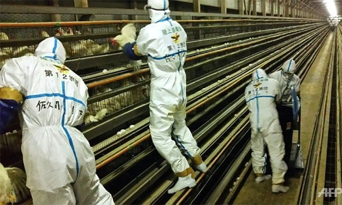 Japan culling 210,000 birds amid spreading avian flu