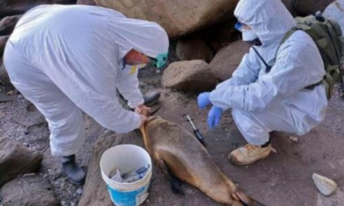 Bird flu kills scores of sea lions in Argentina