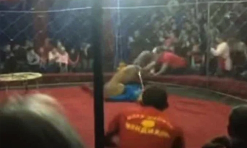 Lion slashes girl’s face in Russian circus