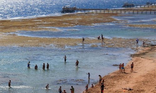 Egypt shuts down Red Sea beaches after tourist killed in shark attack