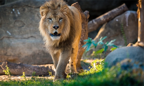 Four lions at Spanish zoo test positive for Covid-19