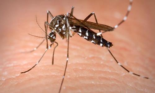 Nearly 700 killed by dengue in Brazil
