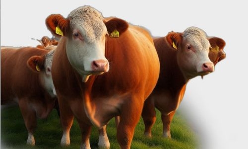 Denmark to introduce world's first livestock carbon tax