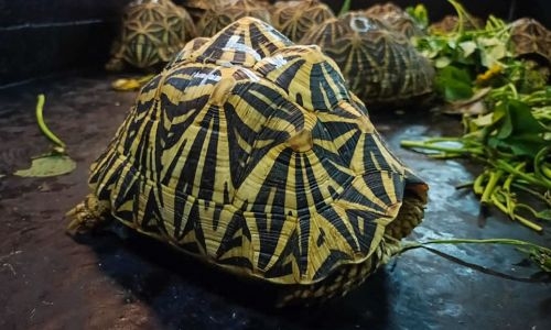 Malaysia arrests six 'Ninja Turtle Gang' members, seizes tortoises