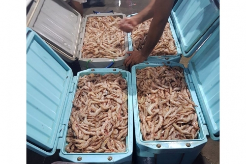 Bahrain's Public Prosecution Completes Investigation into Illegal Shrimp Fishing Incident