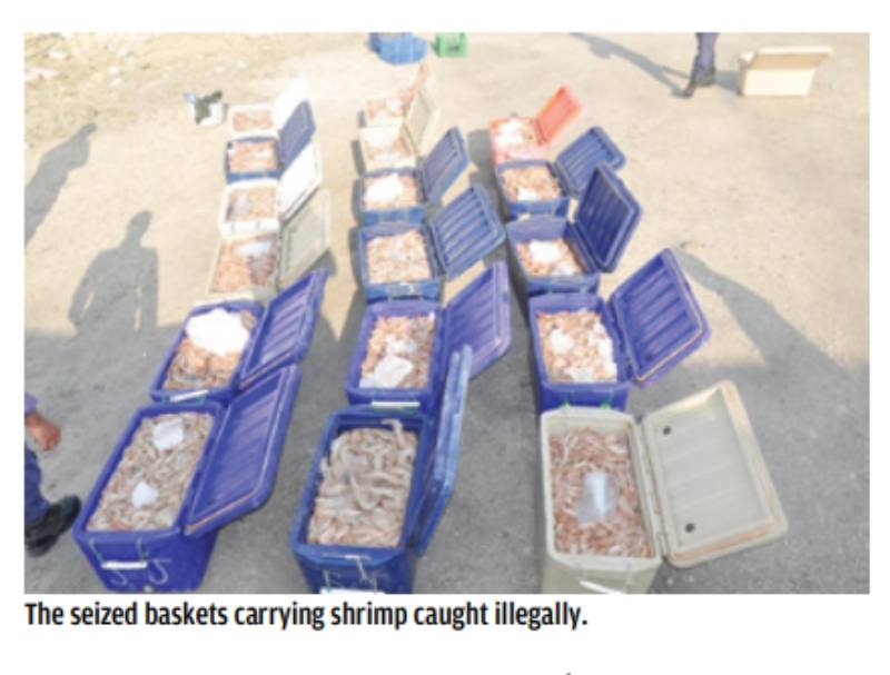 Coast Guard seizes illegal shrimp catch