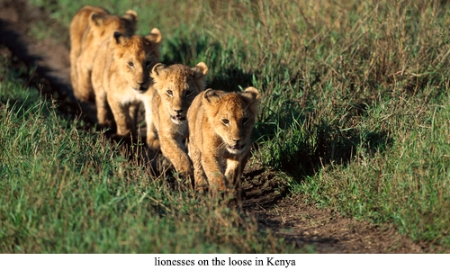 6 lionesses on the loose in Kenya