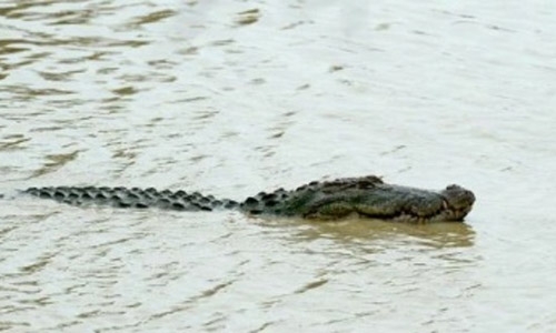 Body of British journalist killed by crocodile found in Sri Lanka