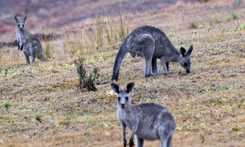 Australia told to shoot kangaroos before they starve