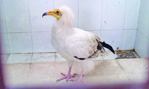 Egyptian vultures rescued