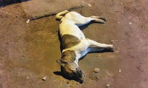 Legal action sought in stray dogs poisoning cases