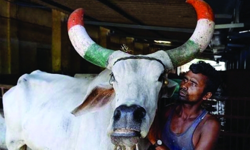  Five men bashed, arrested, in India over alleged cow killing