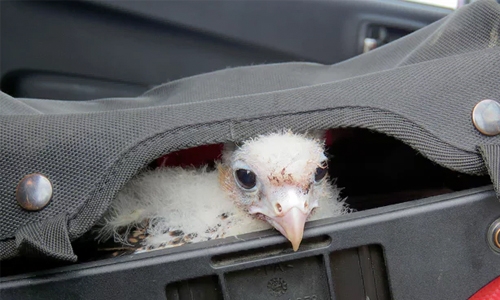 Sri Lanka destroys seized bird nests destined for soup