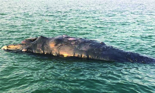 Dead whale spotted off northwest coast 