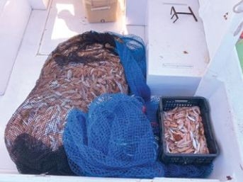 Four boats seized for violating shrimping ban