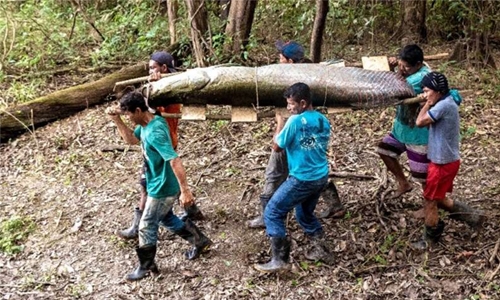 The pirarucu: the giant prized fish of the Amazon