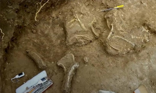 Fossil of prehistoric deer found in Argentina