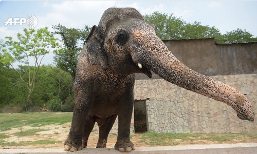 Islamabad's lonely elephant Kaavan suffering 'mental illness'