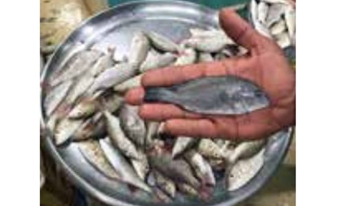 Bahrain announces ban on catching, selling small fish and crustaceans