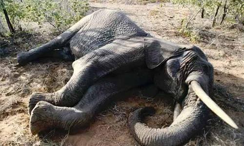 22 more elephants poisoned to death in Zimbabwe