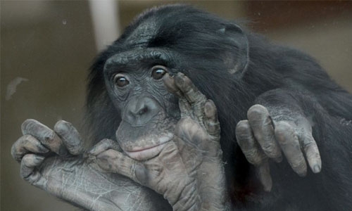 Aging bonobos could use glasses too, study says