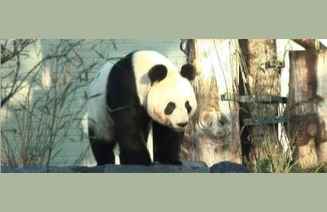 UK’s only pandas return to China