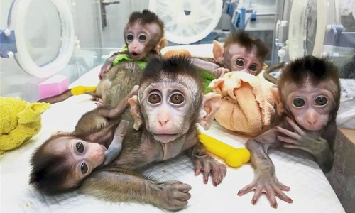 China clones gene-edited monkeys to aid research