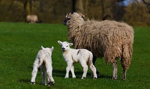 Pakistani officials recover kidnapped newborn sheep