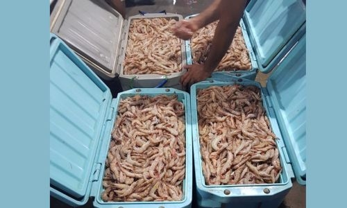 Shrimp Fishing Ban Lifted in Bahrain, Effective August 1st